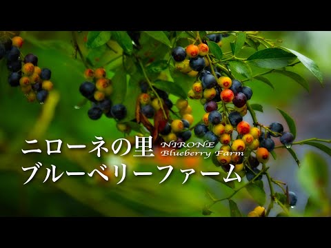 ニローネの里ブルーベリーファームの紹介動画サムネイル