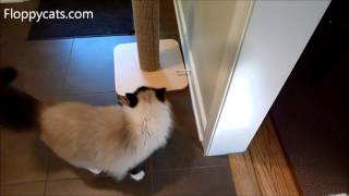 Ragdoll Cats Watch 