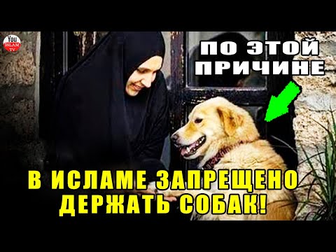 Видео: 8 Нарушения зрения, чтобы следить за вашей собакой