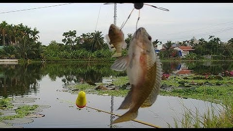 Câu Lục | Khi Đàn Rô Phi Gặp Lưõi Lục Thì Cứ MỘt Phát Hai Em | câu lục