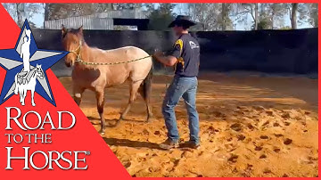 Three Simple Ground Training Exercises You Can Do with your Horse