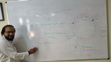 Disarmed Ti-plasmid vector
