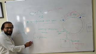 Disarmed Ti-plasmid vector