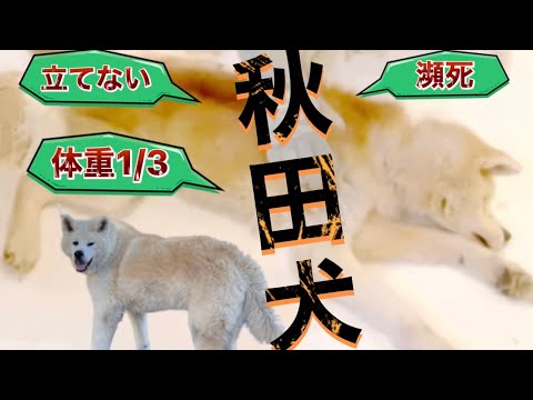 瀕死の秋田犬が半年ぶりに帰ってきたらすごい変わってた【rescued】