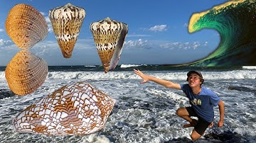 How To Find Big Seashells After A Mega Storm in Australia! Deadly textile | Beach Combing Down Under