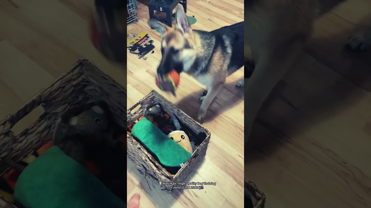 High-Quality dog Training Course To Improve A Dog's Intelligence And Behavior For Training 