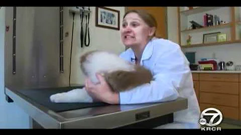 Keeping Your Pet Safe In The Summer Heat