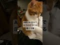 早朝に起こしてくる猫（hungrycat）#shorts