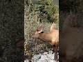 Unbelievable! A Wild Elk Appeared Out of Nowhere 🦌” #wildelk #banffcanada #banff