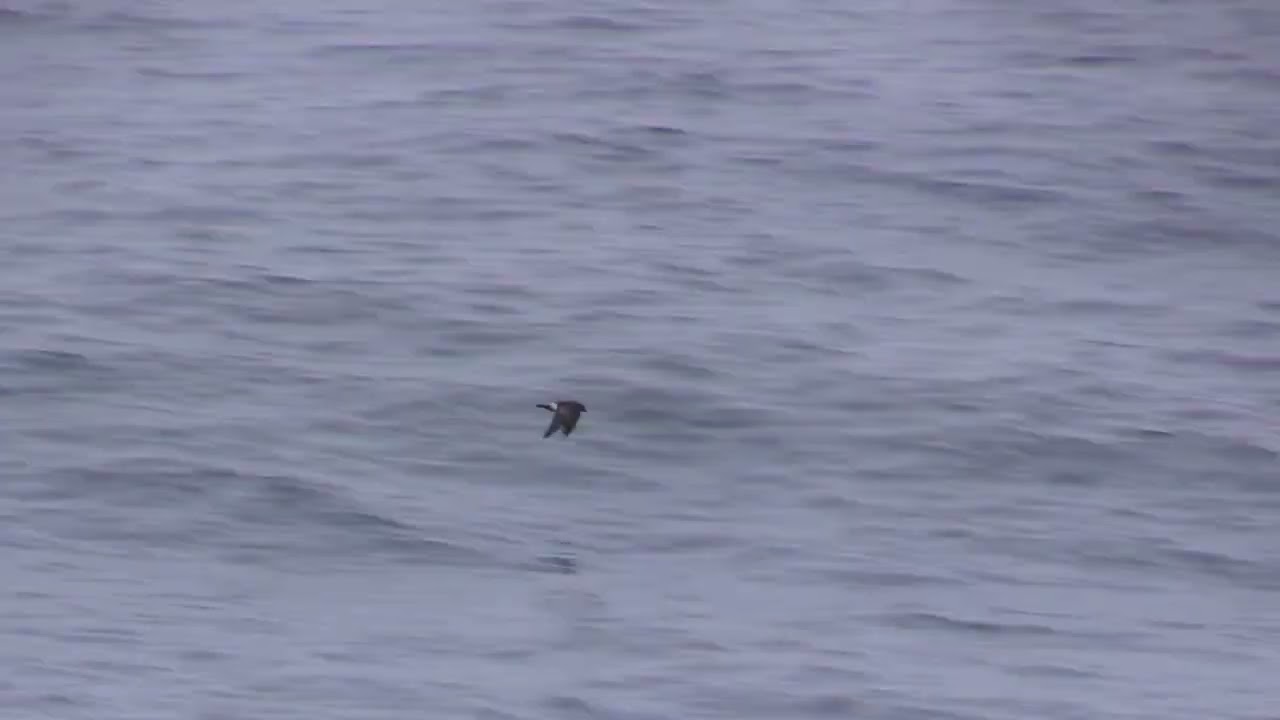 Océanite de Wilson (Oceanites o. oceanicus) Wilson's Storm Petrel