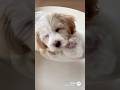dogs &cats sleeps 犬のお昼寝集🐶　#funny #foodgame #foodlace #foodrun #kawaii #cute #ai #japan #pets #かわいい