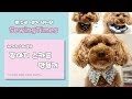 3가지 스타일의 강아지 스카프 만들기 diy /how to make  some puppy scarfs [소잉타임즈]