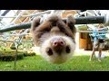 What Does A Sloth Say? - YouTube