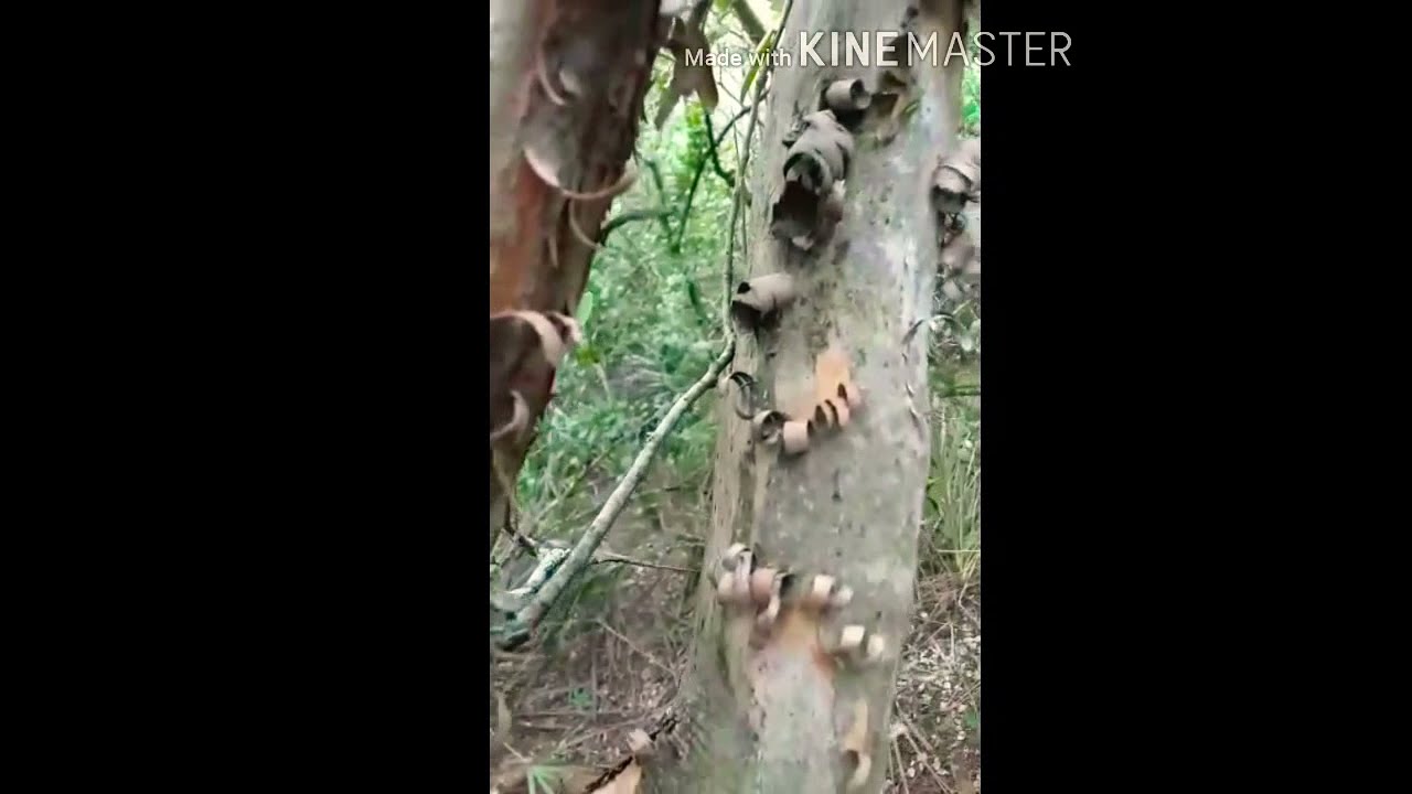 Jabal&iacute;es enojados - majanos - majanes - chanchos del monte