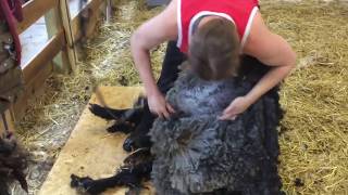 Fleece Shearing and Skirting ~ Romney, Mr. Bates