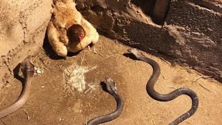 15 Moments When Snakes Messed With The Wrong Opponents