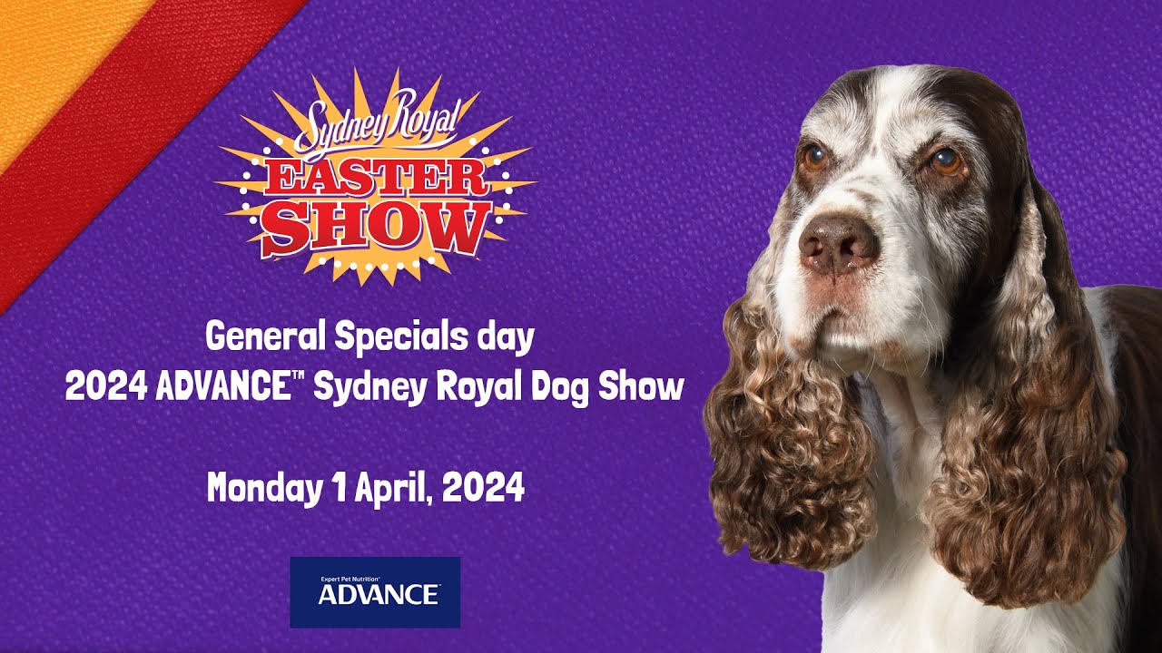 ADVANCE™ Sydney Royal Dog Show Best in Show YouTube