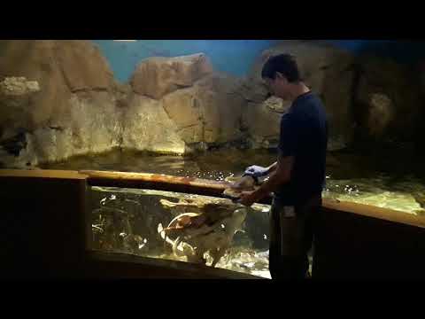 Шок! Акула выпрыгнула из аквариума! Кормление акул в океанариуме "Нептун".