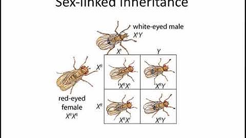 C17-4 - Linked Genes, Chromosome Mapping and Sex-Linked Inheritance