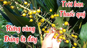 Cây riềng rừng | Alpinia galanga | Cây dược liệu quý Trung Quốc săn lùng mua ráo riết làm gì?