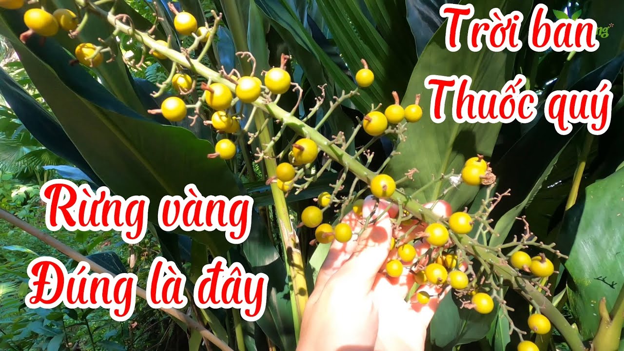 Cây riềng rừng | Alpinia galanga | Cây dược liệu quý Trung Quốc săn ...