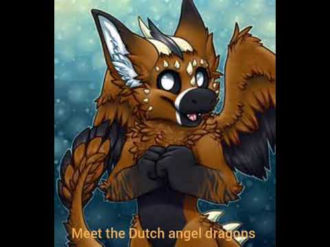 dutch angel dragon affectus dutch angel dragon affectus
