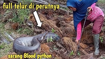 DETIK DETIK PENEMUAN SARANG ULAR PYTHON BUNTET YANG INGIN BERTELUR