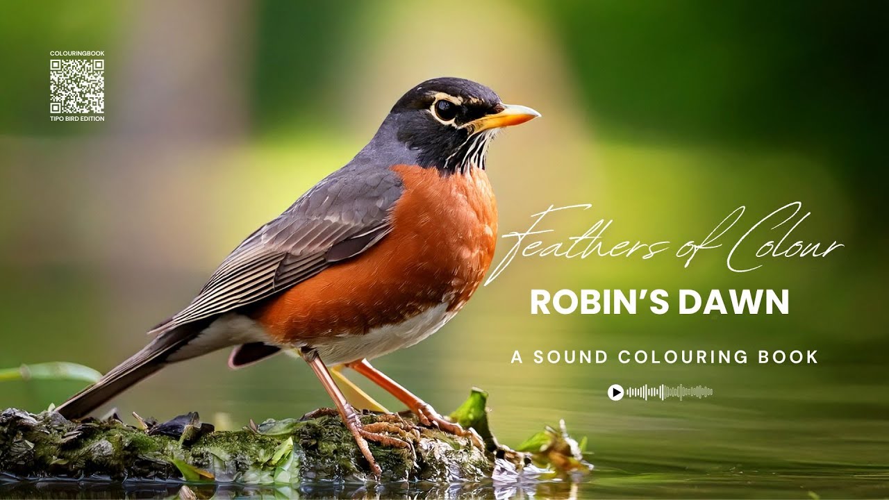 ROBIN´S DAWN - Feathers of Colour | 