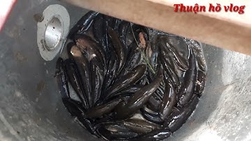 câu cá bống dừa mồi sên lá không cần lưỡi câu nhấp nhấp giật cá đã tay