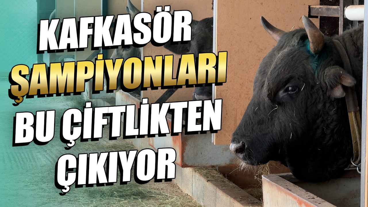 Kafkasör Şampiyonları Bu Çiftlikten Çıkıyor |  Süper Baş Yenilgisiz Boğalar Nasıl Yetişiyor ?