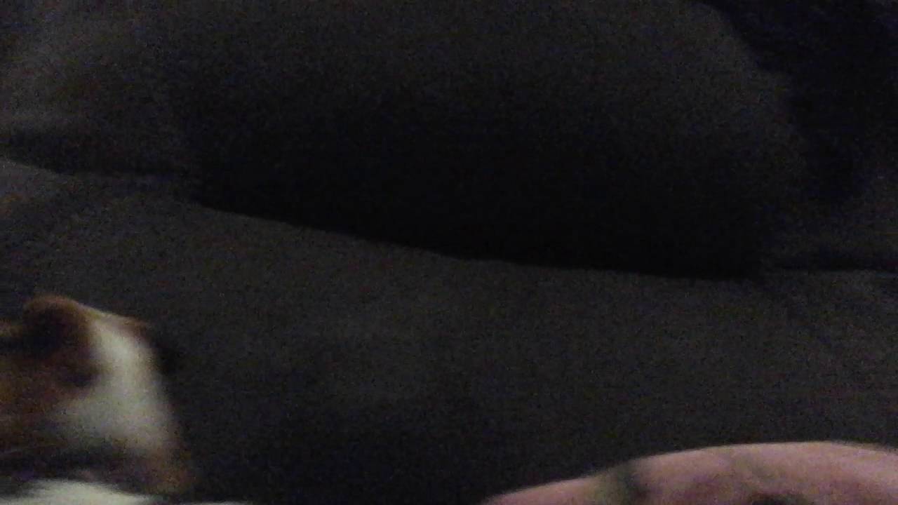 Meeting my ginger pigs part 2