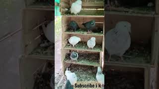 High fly pigeon manali viral viralvideos viral