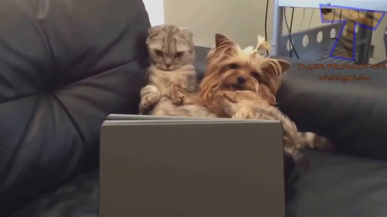 Lustige Katzen Und Hunde Videos