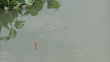 câu cá sông,trúng ổ cá dưới bụi lục bình kéo cá sướng tay