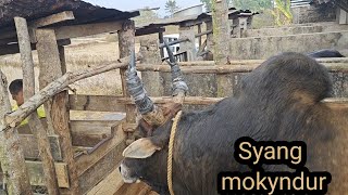 Dep Thung Rien Ia U Syang Mokyndur.#bullfightingculture
