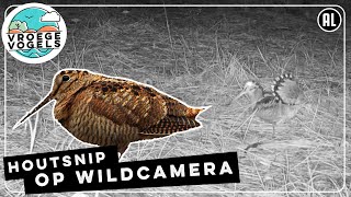 Houtsnip op de wildcamera | Zelf Geschoten | Vroege Vogels