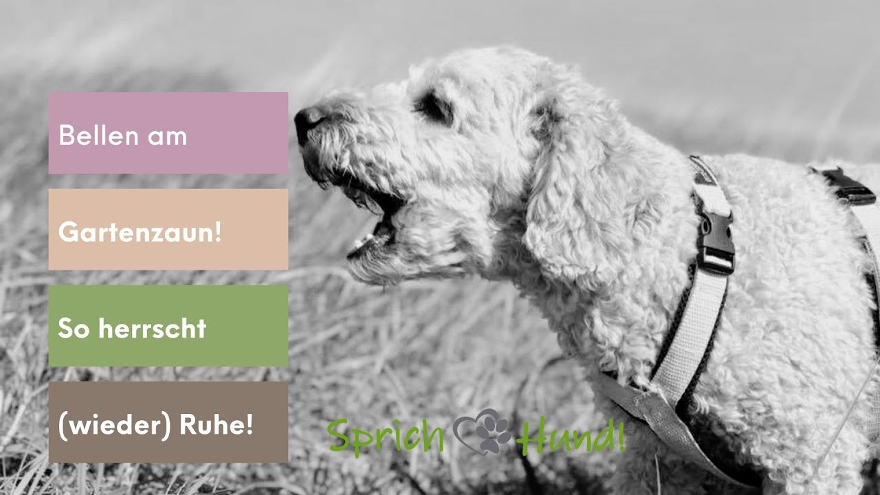 Bellen am Gartenzaun so bekommst du keinen Ärger mit den Nachbarn YouTube