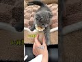 🥹🥹kucing nakal tapi bikin terharu #kucinglucu #쩐다 #kucing #cat #휙봐 #reels #kucinggemoy#shorts