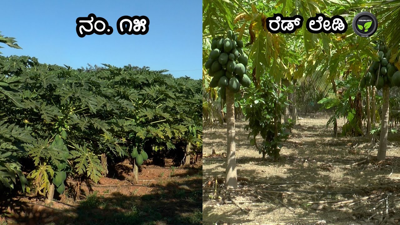 ನನಗಂತೂ ರೆಡ್ ಲೇಡಿ ಗಿಂತ ಪಂದ್ರ ನಂಬರ್ ಪಪ್ಪಾಯಿಯೇ ಉತ್ತಮ - ಶ್ರೀ ಕುಮಾರಗೌಡ | Red lady Papaya v/s No. 15