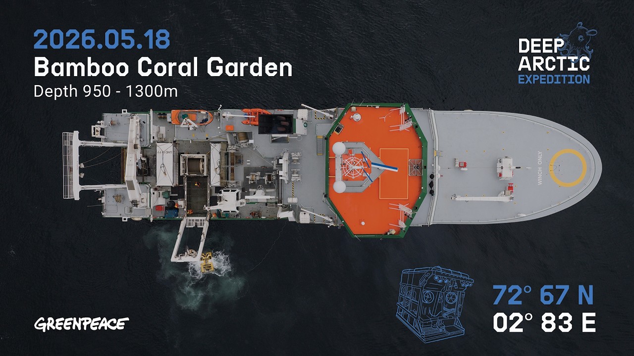 Deep Arctic - Divestream - Bamboo Coral Garden - YouTube