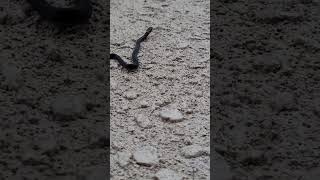 Baby Wild Ring Necked Snake