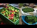 Growing Pepper in Uganda Part 1 | Introductions