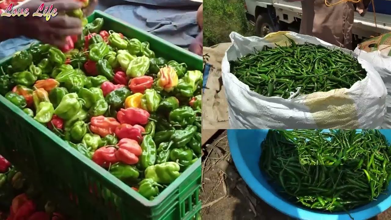 Growing Pepper in Uganda Part 1 | Introductions