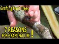 7 COMMON GRAFTING MISTAKES and HOW to AVOID THEM | Grafting Techniques TIPS