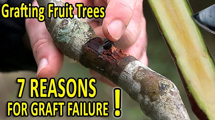7 COMMON GRAFTING MISTAKES and HOW to AVOID THEM | Grafting Techniques TIPS