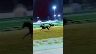 waoo fast race #pakistan #horsetrack #horse