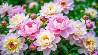 Escape into Nature & Find Deep Relaxation 🌸 Garden Design Ideas to Turn Your Yard into Paradise