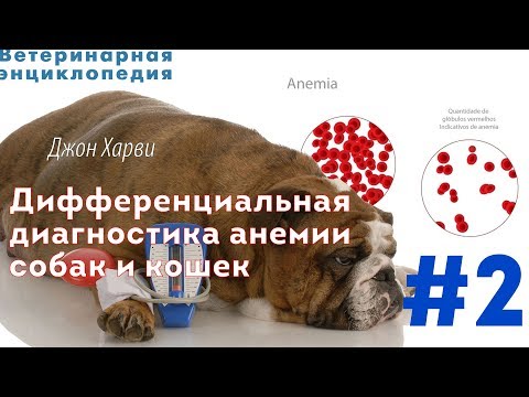 Дифференциальная диагностика анемии собак и кошек.Часть 2
