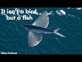 هذه الأسماك تستطيع الطيران 8 أنواع من أسماك المياه العذبة والمحيطات بودكاست فيديو