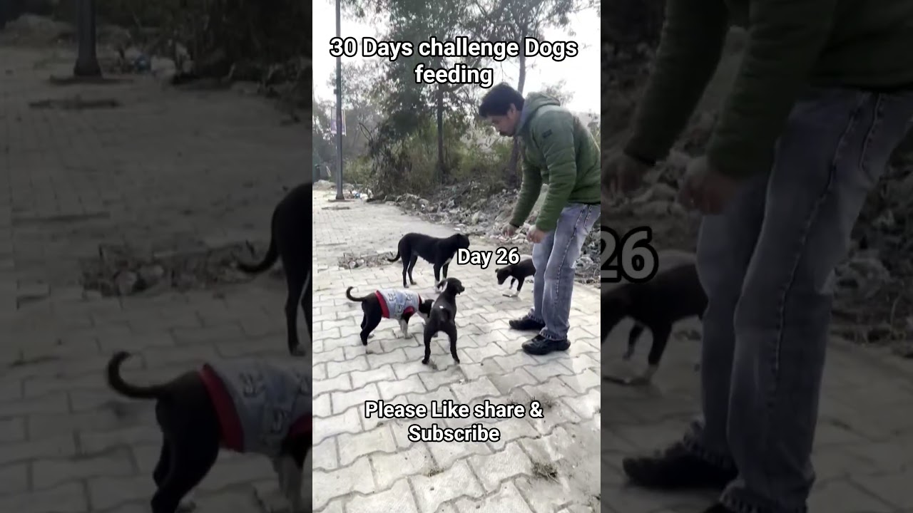 30 Days challenge Dogs feeding 